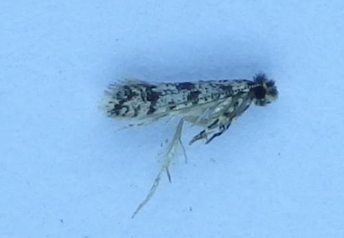 Réf. 221 186 : Eudarcia sp.